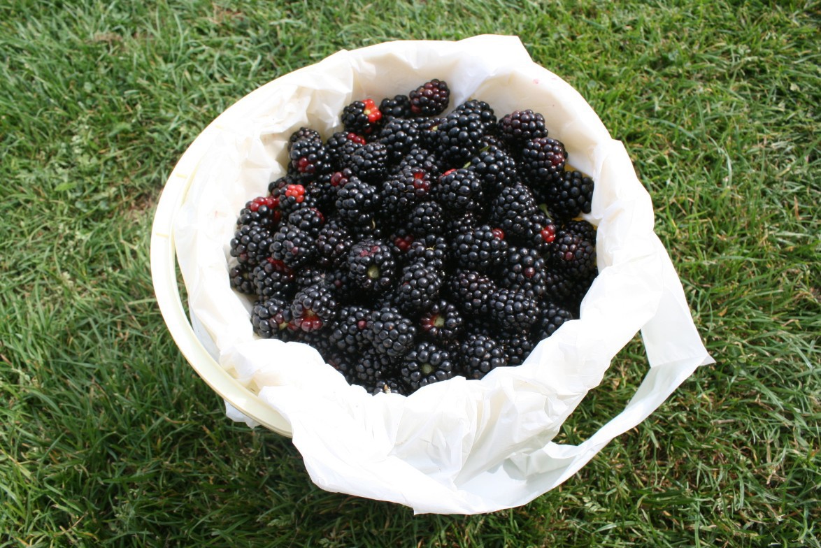 Mandje met zwarte bramen op een grasveld.