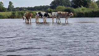 Koeien staan in ondiep water in een landelijke omgeving.