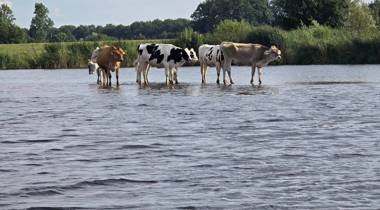 Koeien staan in ondiep water in een landelijke omgeving.