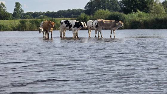Koeien staan in ondiep water in een landelijke omgeving.