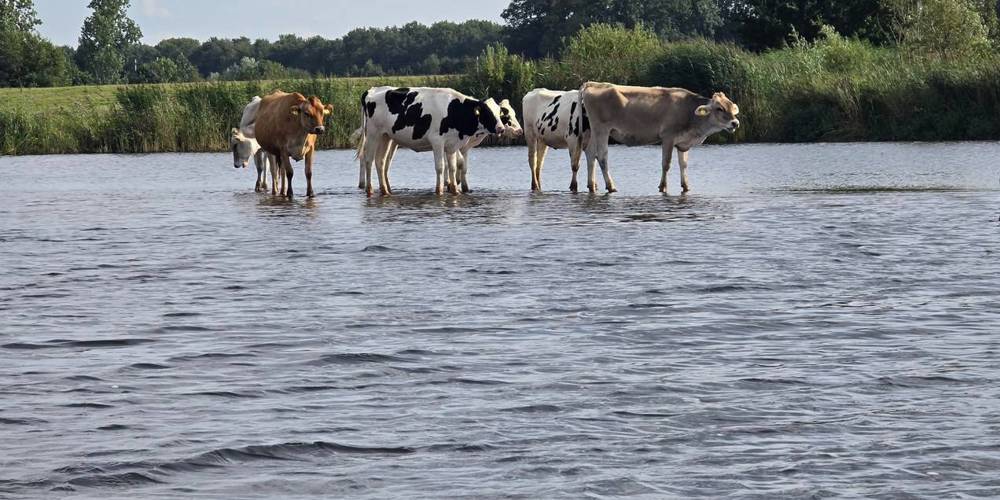 Koeien staan in ondiep water in een landelijke omgeving.