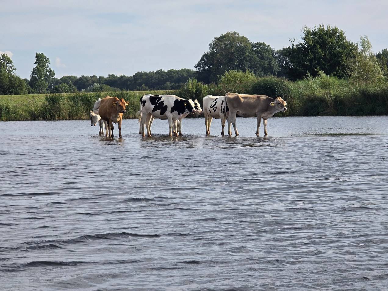Koeien staan in ondiep water in een landelijke omgeving.