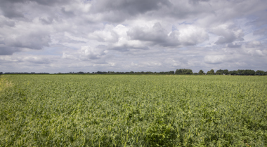 Veld met gewassen (eiwitteelt), einde landschap rij met bomen, wolkenlucht erboven