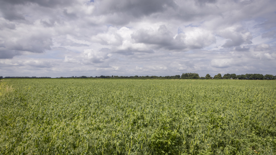 Veld met gewassen (eiwitteelt), einde landschap rij met bomen, wolkenlucht erboven