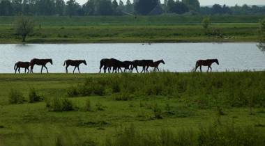 Paarden lopen langs een rivier
