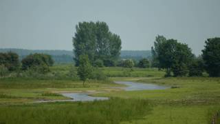 Groen rivierlandschap van de uiterwaarden met een slingerende kreek en bomen.
