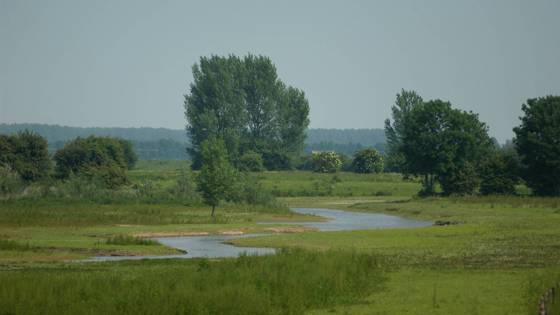 Groen rivierlandschap van de uiterwaarden met een slingerende kreek en bomen.