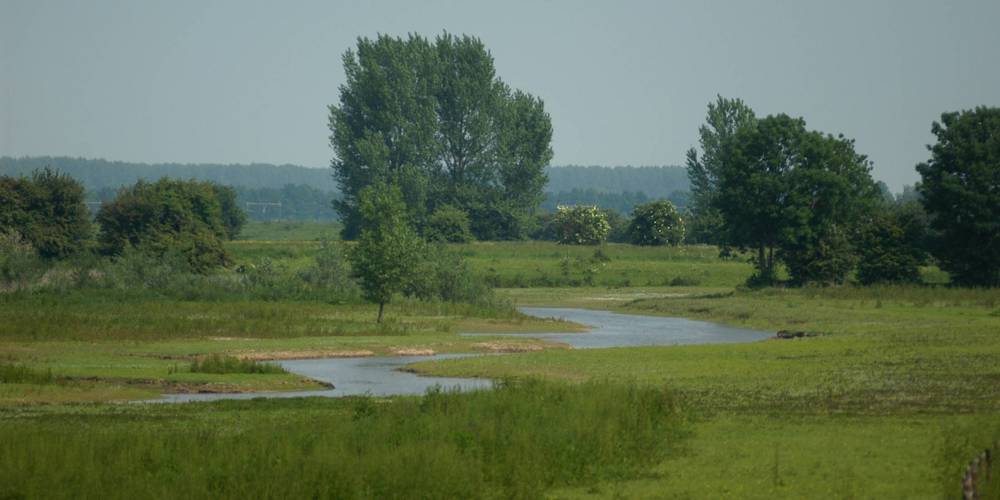 Groen rivierlandschap van de uiterwaarden met een slingerende kreek en bomen.