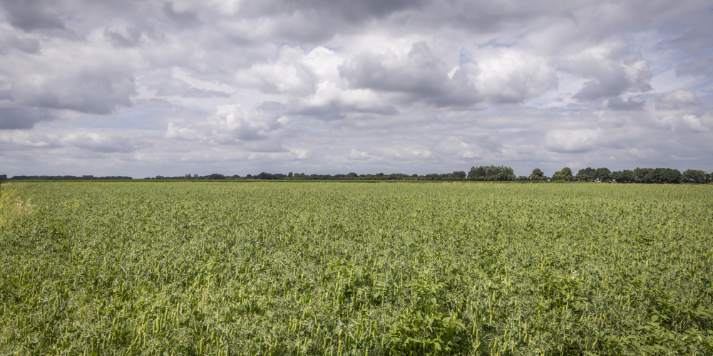 Uitgestrekt groen landbouwveld onder een bewolkte lucht.