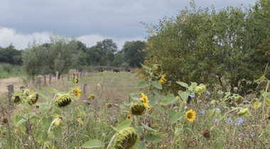 Zonnebloemen en wilde bloemen op een veld met koeien in de verte onder een bewolkte lucht.