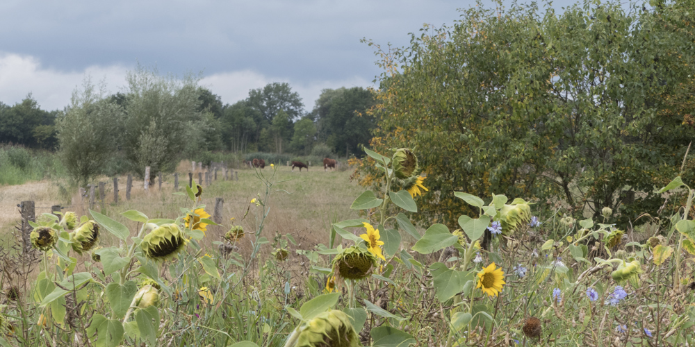 Zonnebloemen en wilde bloemen op een veld met koeien in de verte onder een bewolkte lucht.