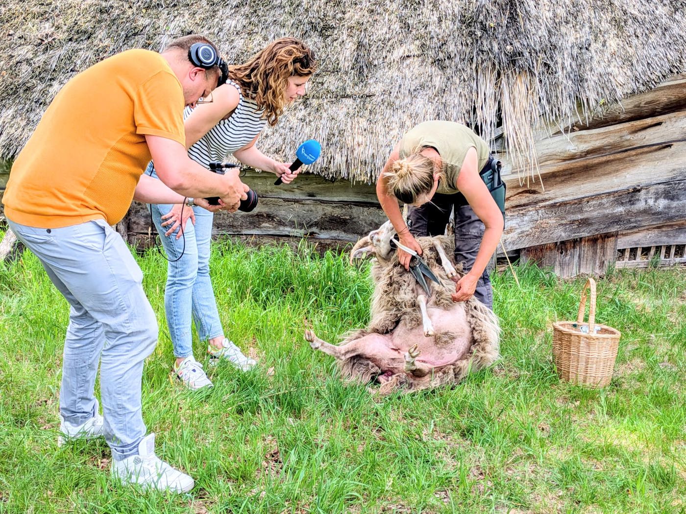 Een vrouw staat voorover gebogen en knipt met een grote, speciale schaar de vacht van een schaap. Het dier zit achterover met zijn rug tegen haar benen aan in het gras. Een cameraman en een interviewster bekijken de ambachtelijke werkwijze van dichtbij.