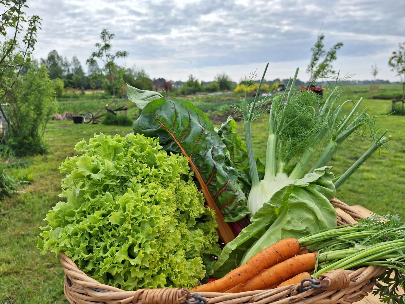 Mandje met vers geoogste groenten in de pluktuin. Met in de mand onder andere: wortels, venkel, een krop sla, rode biet en spitskool. Op de achtergrond de tuin en een bewolkte lucht.