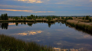 Plas water in natuurgebied met bomen en struiken