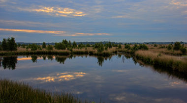 Plas water in natuurgebied met bomen en struiken