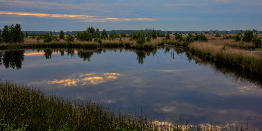 Plas water in natuurgebied met bomen en struiken