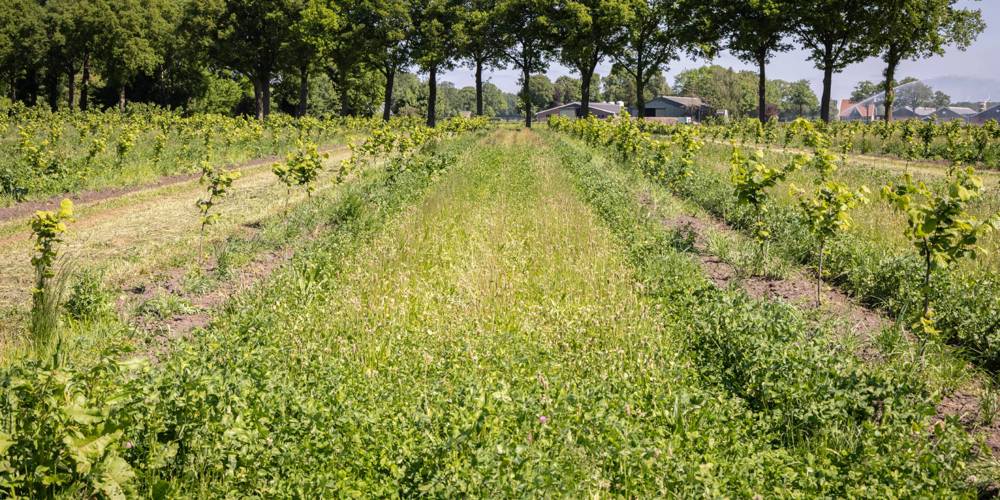 Een veld met jonge gewassen in nette rijen, omzoomd door hoge bomen.
