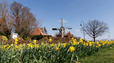 Een veld met gele narcissen op de voorgrond, een traditionele Nederlandse molen in het midden en huizen met rode daken op de achtergrond onder een blauwe lucht.