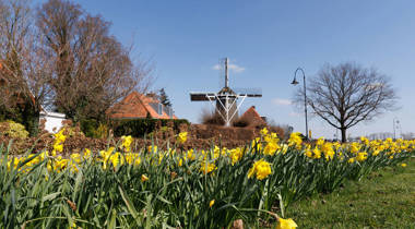 Een veld met gele narcissen op de voorgrond, een traditionele Nederlandse molen in het midden en huizen met rode daken op de achtergrond onder een blauwe lucht.