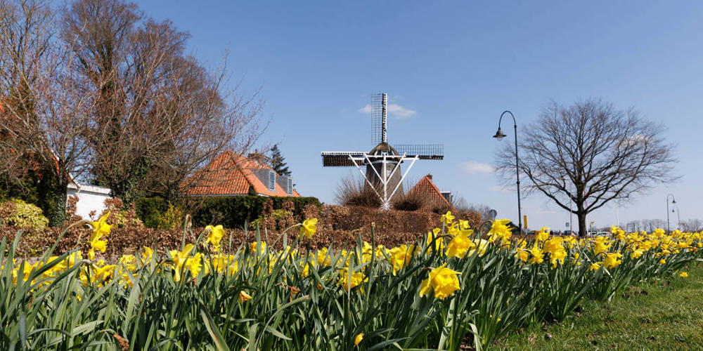 Een veld met gele narcissen op de voorgrond, een traditionele Nederlandse molen in het midden en huizen met rode daken op de achtergrond onder een blauwe lucht.
