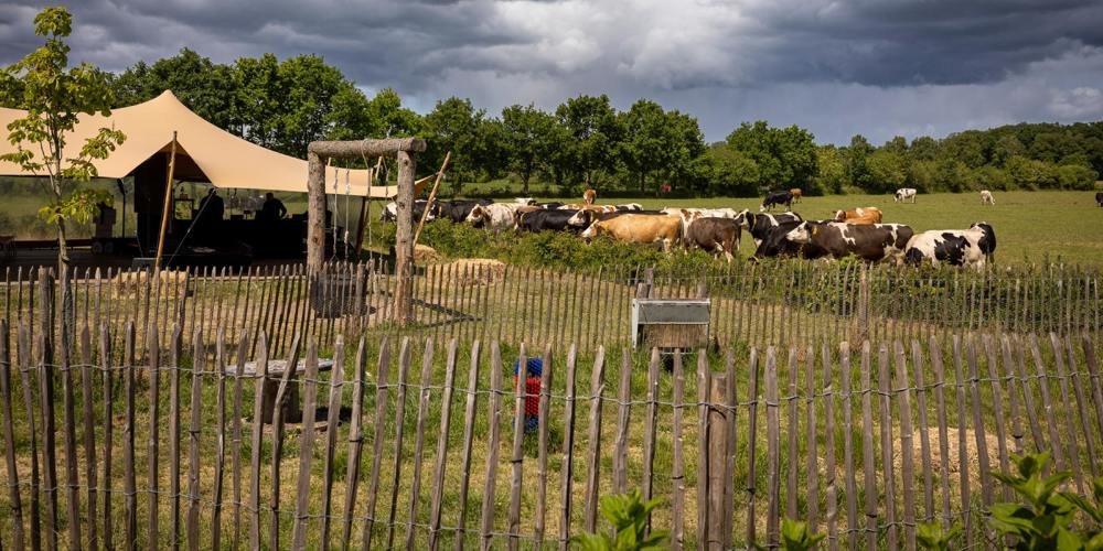 Koeien grazen in een weiland achter een houten hek, met een tentachtig bouwwerk en bomen op de achtergrond onder een deels bewolkte lucht.