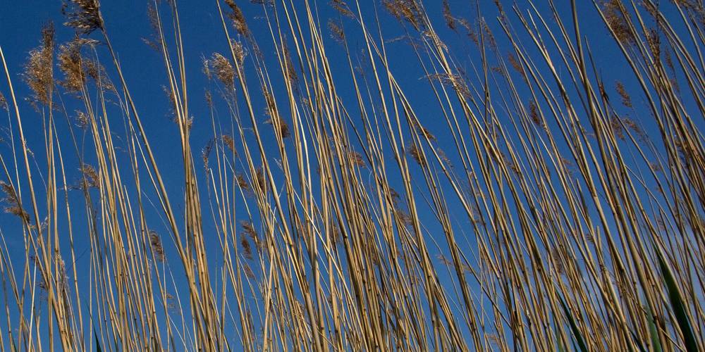 Hoge, bruine rietstengels tegen een helderblauwe lucht.