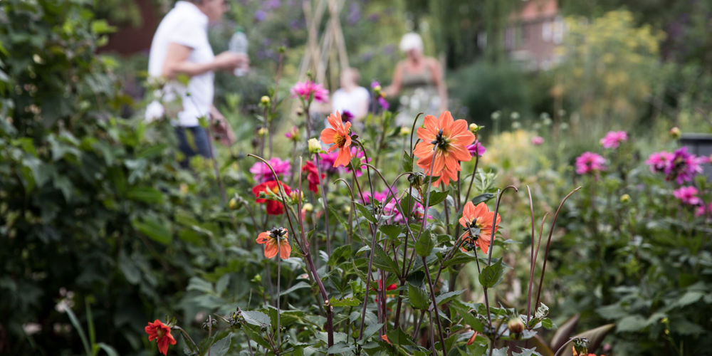 bloemen met hoge planten in tuin met op achtergrond drie mensen