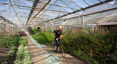 Man met een hark die planten verzorgt in een kas.