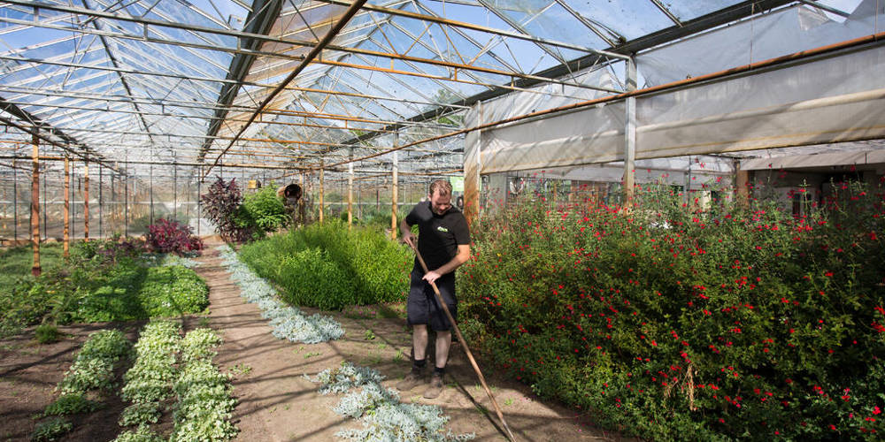 Man met een hark die planten verzorgt in een kas.