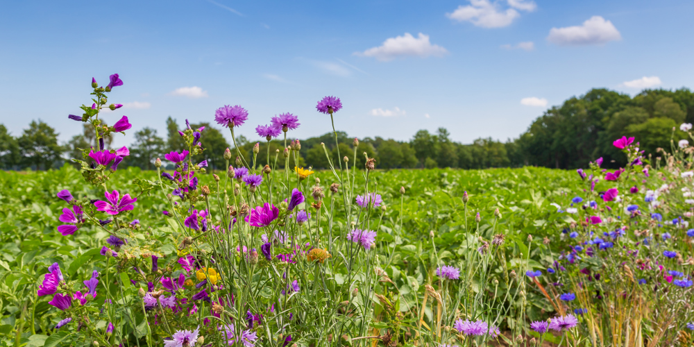 Bloemen in een weiland.