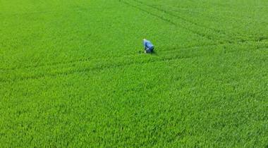 Persoon in blauwe kleding bukt in een groen veld