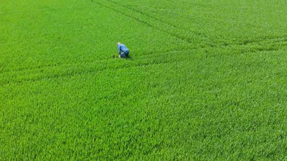 Persoon in blauwe kleding bukt in een groen veld