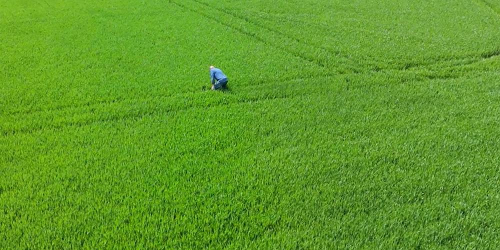 Persoon in blauwe kleding bukt in een groen veld
