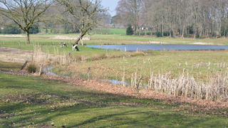 Koeien In Het Springendal