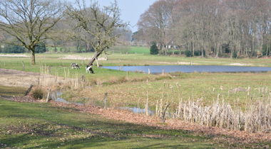 Koeien In Het Springendal