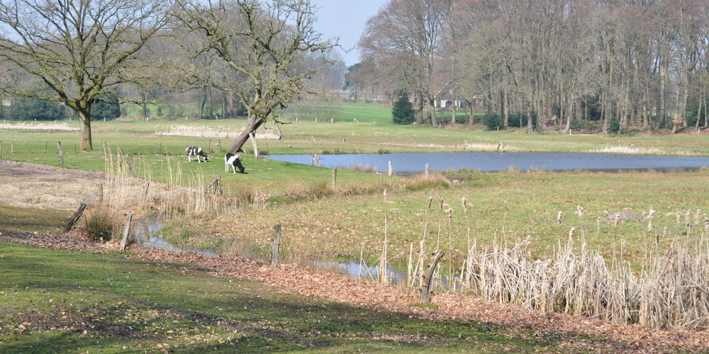 Koeien In Het Springendal