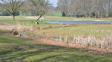 Koeien In Het Springendal