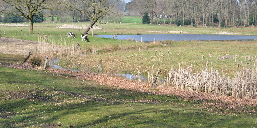 Koeien In Het Springendal