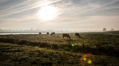 Koeien in een wei (foto tegen het licht in genomen)