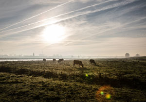 Koeien in een wei (foto tegen het licht in genomen)