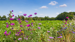 Bloemen in een weiland.