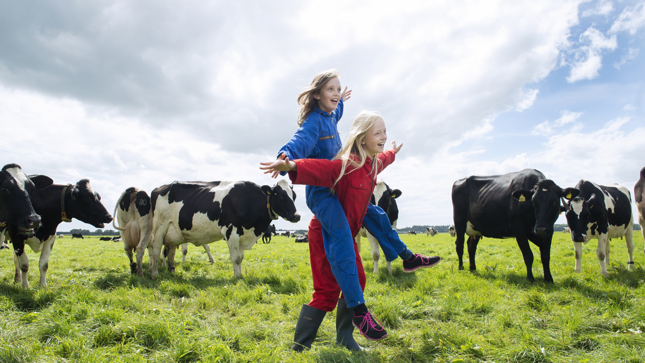 Spelende kinderen tussen koeien in een wei.