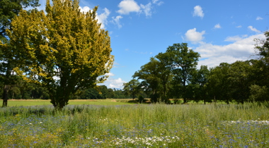 fotos van bloemrijke weide met blauwe en paarse bloemen met bomen ertussen