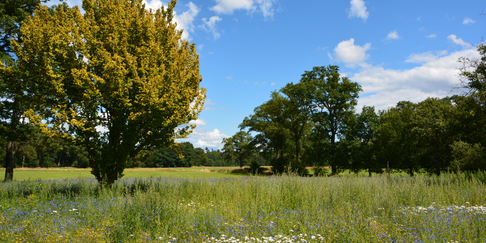 fotos van bloemrijke weide met blauwe en paarse bloemen met bomen ertussen