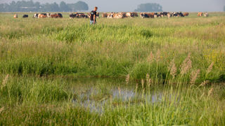 Man in vochtig weiland met koeienkudde 