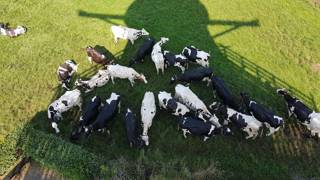 Koeien staan in de schaduw van een molen. Foto van bovenaf.