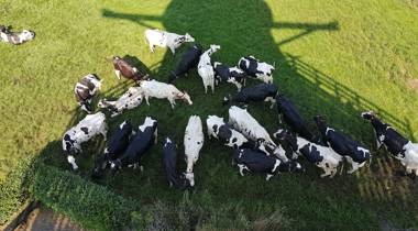 Koeien staan in de schaduw van een molen. Foto van bovenaf.