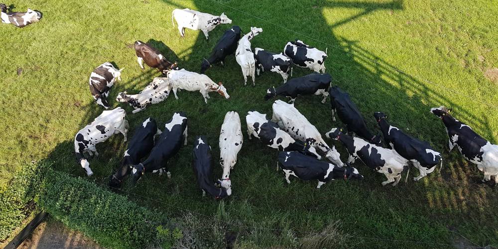 Koeien staan in de schaduw van een molen. Foto van bovenaf.