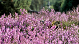 close up paarse bloemen