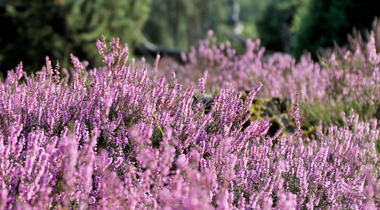 close up paarse bloemen